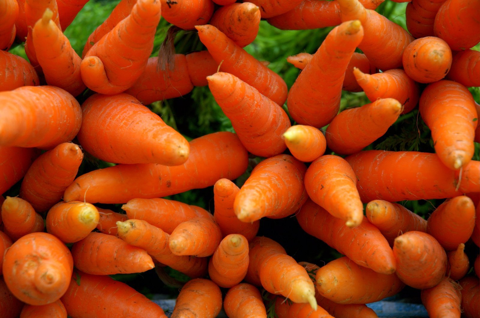 Российские аминохелатные удобрения в технологии выращивания моркови столовой