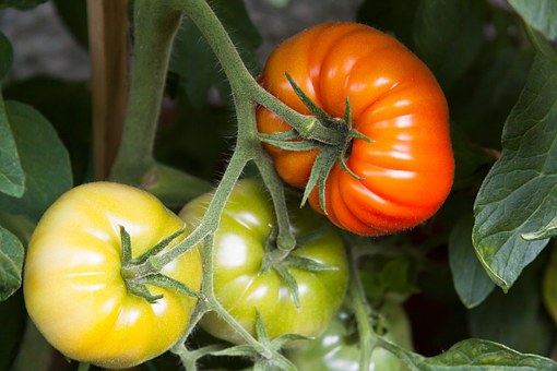 Листовая подкормка томатов аминохелатными удобрениями